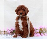 Small #2 Irish Doodle (Miniature)