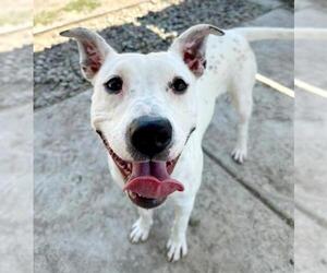 American Pit Bull Terrier Dogs for adoption in Sacramento, CA, USA