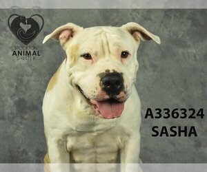 American Pit Bull Terrier-Chinese Shar-Pei Mix Dogs for adoption in Stockton, CA, USA