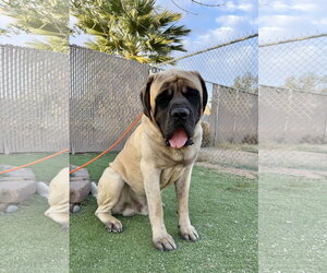Mutt Dogs for adoption in Goodyear, AZ, USA