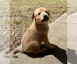 Small #2 German Shepherd Dog-Plott Hound Mix
