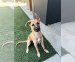 Small #1 Australian Shepherd-Chihuahua Mix