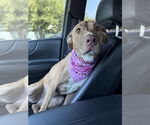 Small #9 American Pit Bull Terrier-American Staffordshire Terrier Mix