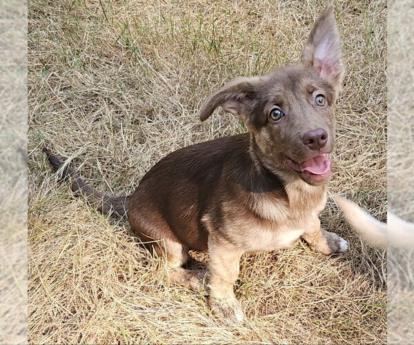 Medium Photo #1 Mutt Puppy For Sale in Olalla, WA, USA