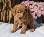 Puppy Lance Poodle (Miniature)