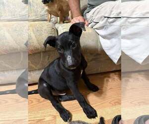 Medium Labrador Retriever Mix