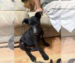 Small Labrador Retriever Mix