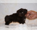 Small #5 ShihPoo
