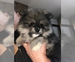Small Photo #2 Pomsky Puppy For Sale in EAST HAVEN, CT, USA