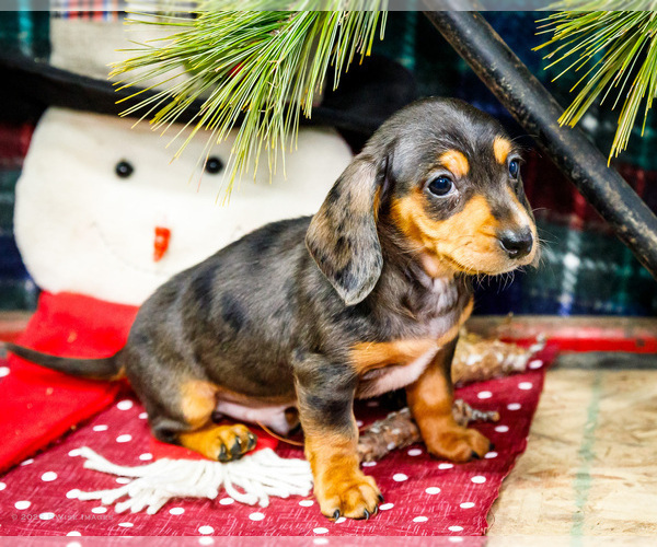 Medium Photo #8 Dachshund Puppy For Sale in WAKARUSA, IN, USA