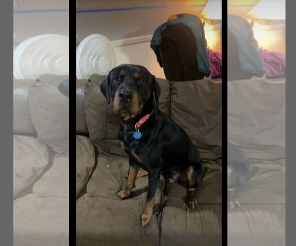 Medium Photo #3 Rottweiler Puppy For Sale in Euless, TX, USA