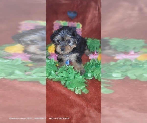 Medium Photo #41 Yorkshire Terrier Puppy For Sale in AKRON, OH, USA