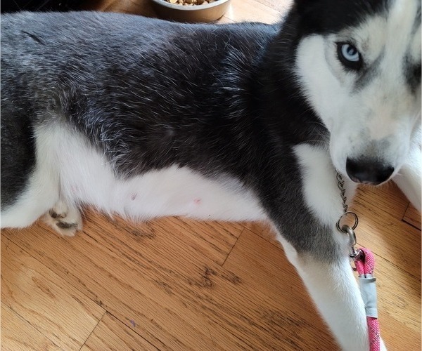 Medium Photo #1 Siberian Husky Puppy For Sale in CASEYVILLE, IL, USA