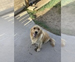 Small Photo #1 Golden Retriever Puppy For Sale in WESTCLIFFE, CO, USA