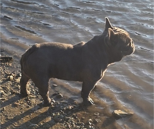 Medium Photo #1 French Bulldog Puppy For Sale in COLUMBIA FALLS, MT, USA