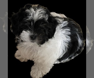 Zuchon Puppy for sale in KEYPORT, NJ, USA