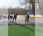 Small #1 Bluetick Coonhound Mix