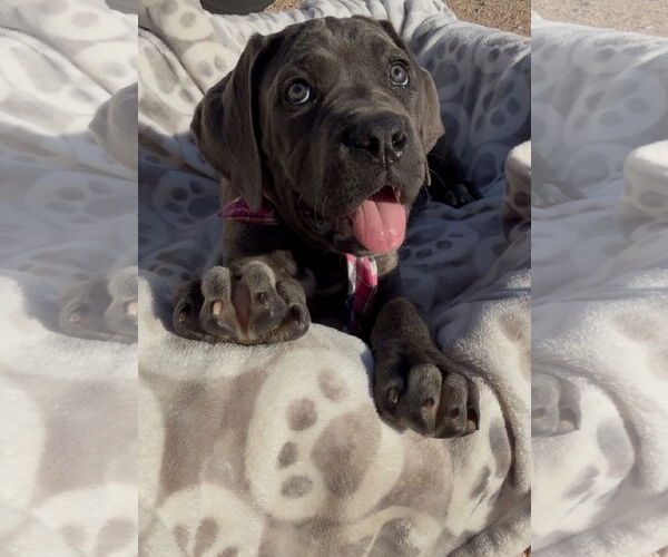 Medium Photo #4 Mutt Puppy For Sale in Goodyear, AZ, USA