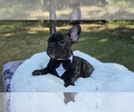 Puppy Toothless French Bulldog
