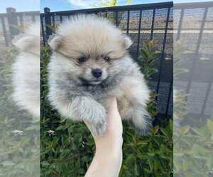 Pomeranian Puppy for sale in ROSEVILLE, CA, USA