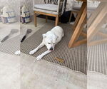 Small #3 Labrador Retriever