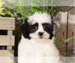 Small Photo #2 Mal-Shi Puppy For Sale in MOUNT VERNON, OH, USA