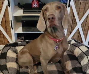 Mother of the Weimaraner puppies born on 10/22/2023
