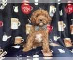 Small #8 Cavapoo