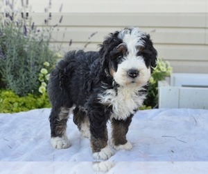 Bernedoodle (Miniature) Puppy for sale in PARADISE, PA, USA