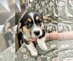 Small Photo #25 Pembroke Welsh Corgi Puppy For Sale in ROCK VALLEY, IA, USA
