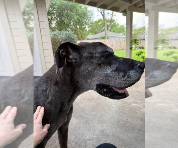 Medium Photo #4 Great Dane Puppy For Sale in Bullard, TX, USA