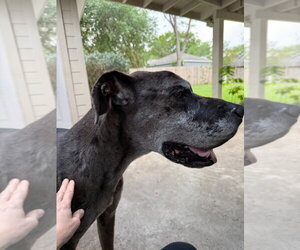 Oscar Doo - Male Great Dane Dog for Adoption - Photo #4
