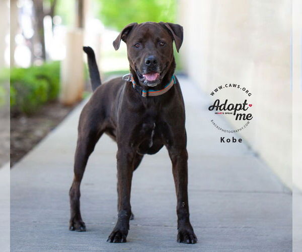 Medium Photo #25 Labrottie Puppy For Sale in Salt Lake City, UT, USA
