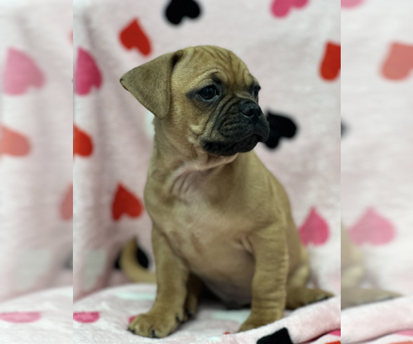 Medium Photo #3 Daug Puppy For Sale in Weston, FL, USA