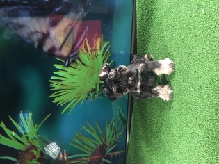 Schnauzer (Miniature) Puppy for sale in BLOUNTVILLE, TN, USA