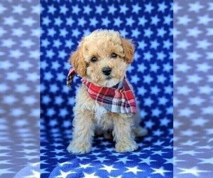 Poochon Puppy for sale in LINCOLN UNIV, PA, USA