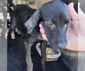 Labrador Retriever-Unknown Mix Dogs for adoption in San Antonio, TX, USA