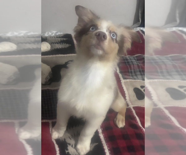 Medium Photo #32 Australian Shepherd Puppy For Sale in ROY, UT, USA