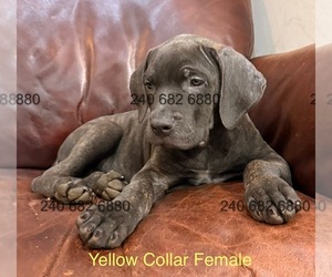 Cane Corso Litter for sale in LA PLATA, MD, USA