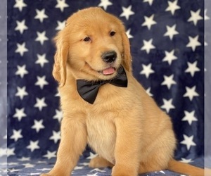 Golden Retriever Puppy for sale in LANCASTER, PA, USA