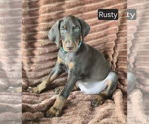 Doberman Pinscher Puppy for sale in POMEROY, OH, USA