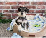 Small #3 Schnauzer (Miniature)