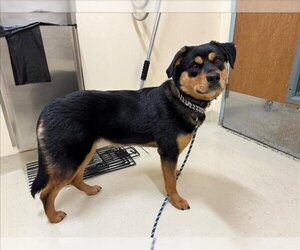 Rottweiler-Unknown Mix Dogs for adoption in Fremont, CA, USA