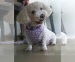 Luna - Female Poochon Dog for Adoption - Small photo