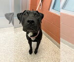 CAIRO - Male Chinese Shar-Pei-Unknown Mix Dog for Adoption - Small photo