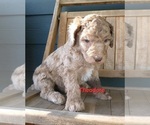 Small Photo #6 Poodle (Standard) Puppy For Sale in NEW YORK MILLS, MN, USA