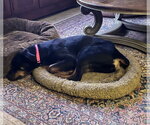Small #8 Rottweiler