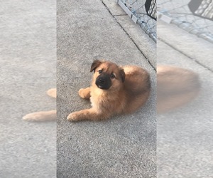 Chow Chow-Labrador Retriever Mix Puppy for sale in WAYNE, MI, USA