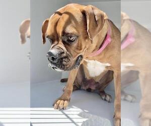 LAILA - Female Boxer Dog for Adoption - Photo #2