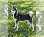 Scout - Male Alaskan Klee Kai Puppy for Sale - Photo #2